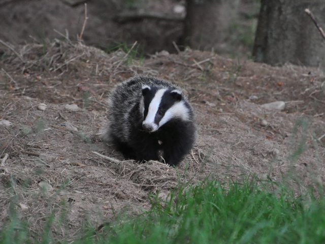 Badger cub