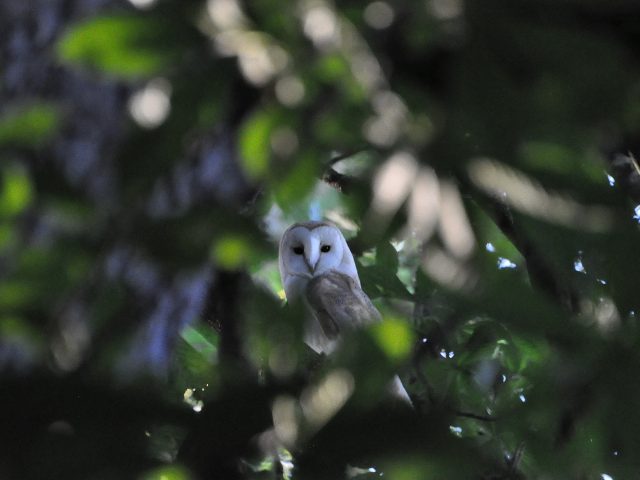 Barn owl