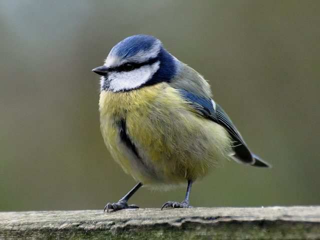 Blue tit