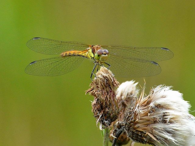 Dragonfly