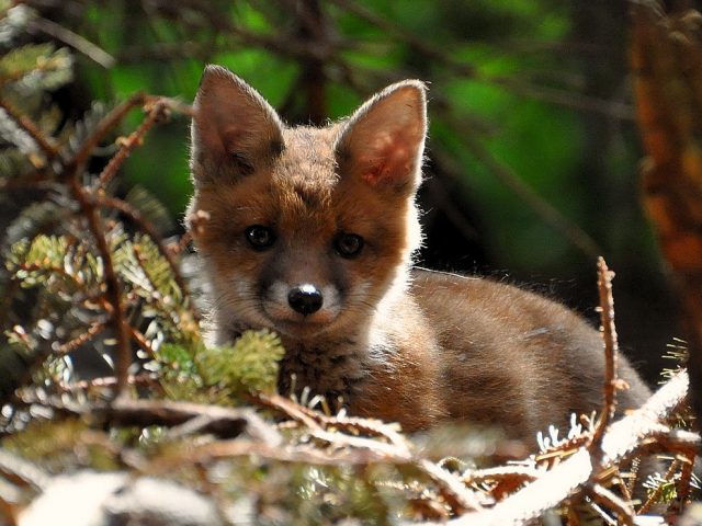 Fox cub