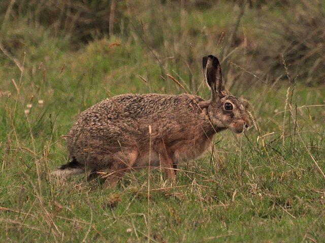 Hare