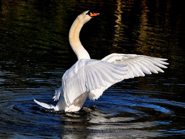 Mute Swan