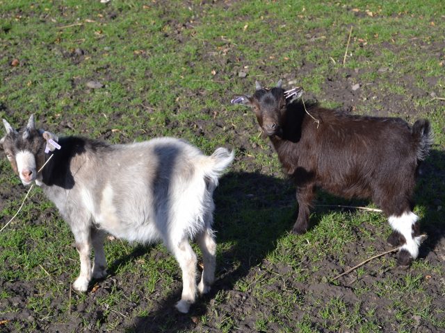 Pygmy Goats