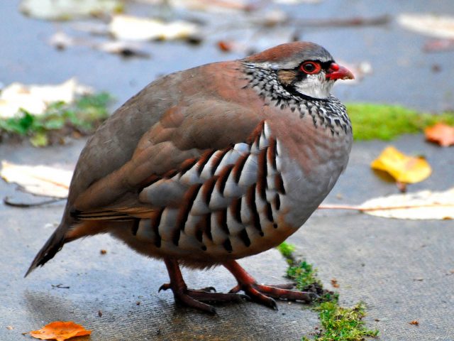 Red-legged partridge