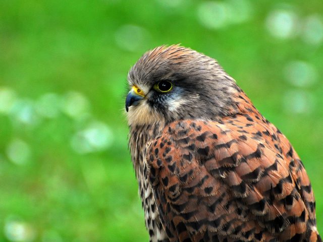 Kestrel