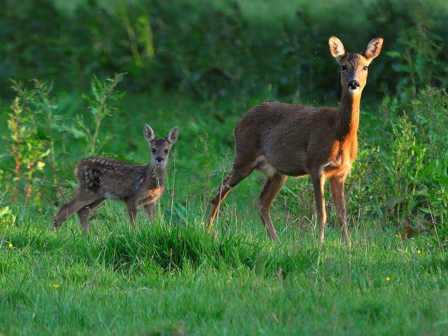 Roe deer with fawn