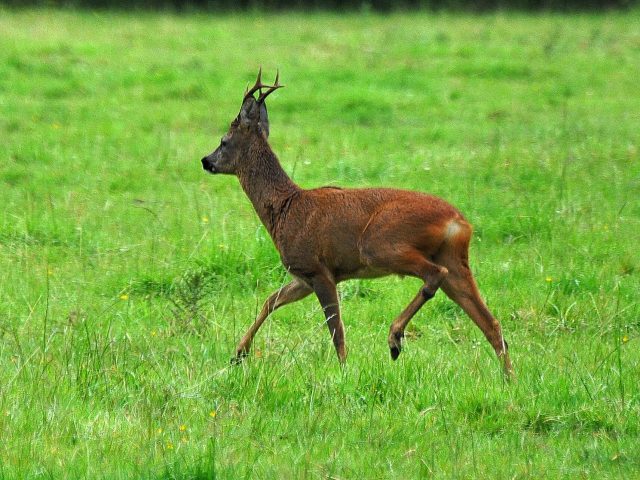 Roe Deer