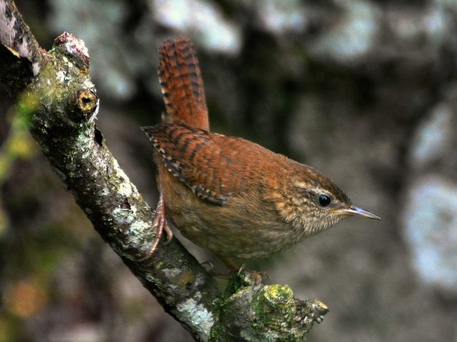 Wren