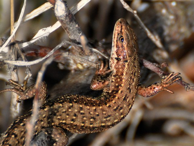 Common lizard