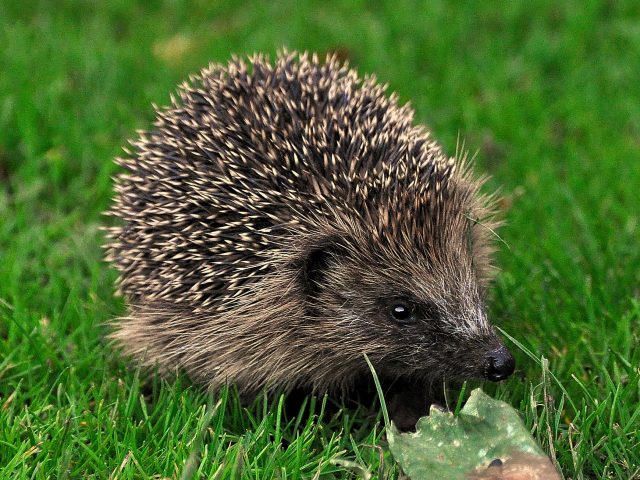Hedgehog