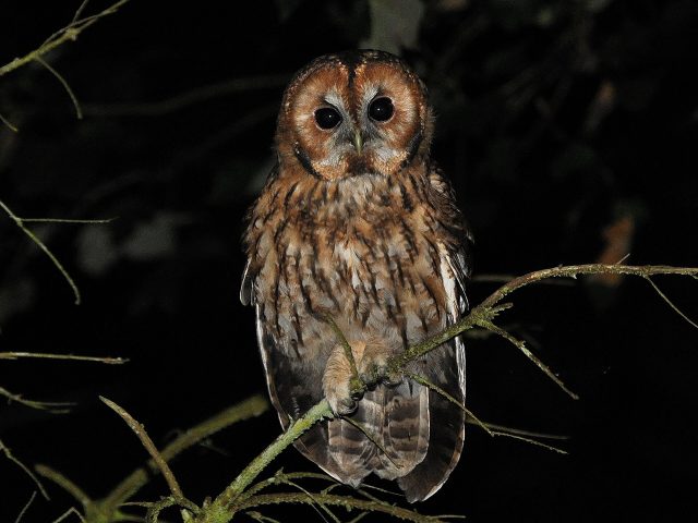 Tawny Owl