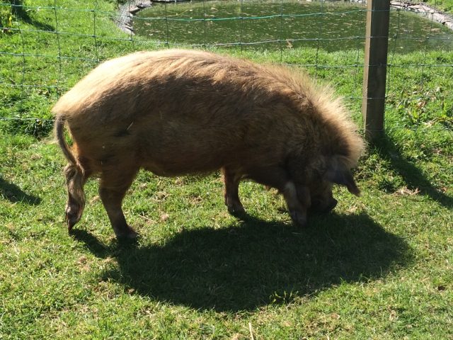 Kune Kune Pigs
